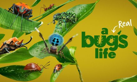 National Geographic Renews ‘A Real Bug’s Life’ For Season 2